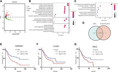 Complement system-related genes in stomach adenocarcinoma: Prognostic signature, immune landscape, and drug resistance